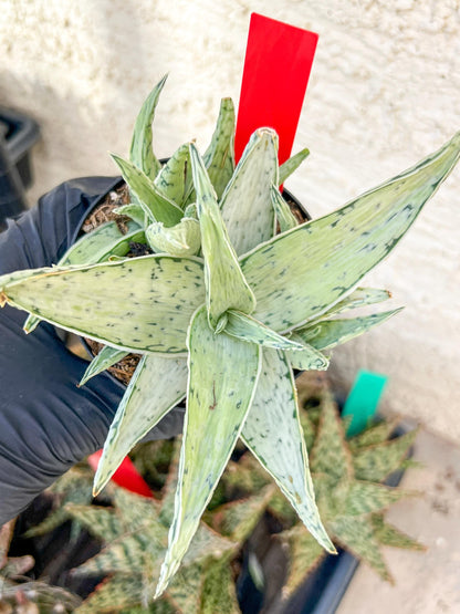 Aloe Snow Drift | Rare Agave | Indoor Succulents | 3.5" Planter