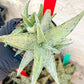 Aloe Snow Drift | Rare Agave | Indoor Succulents | 3.5" Planter