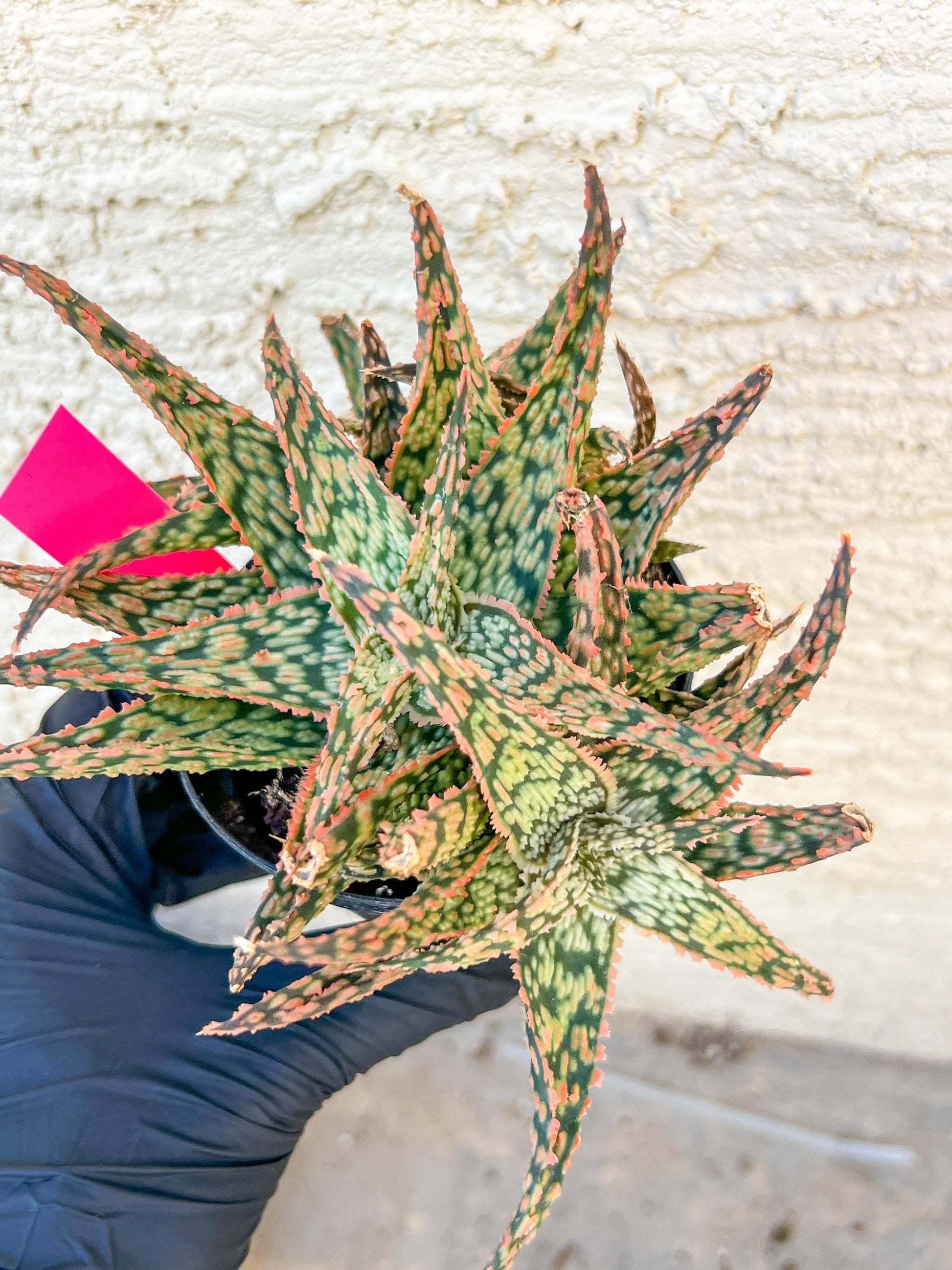Aloe Firecracker | Indoor Succulents | 3.5" Planter