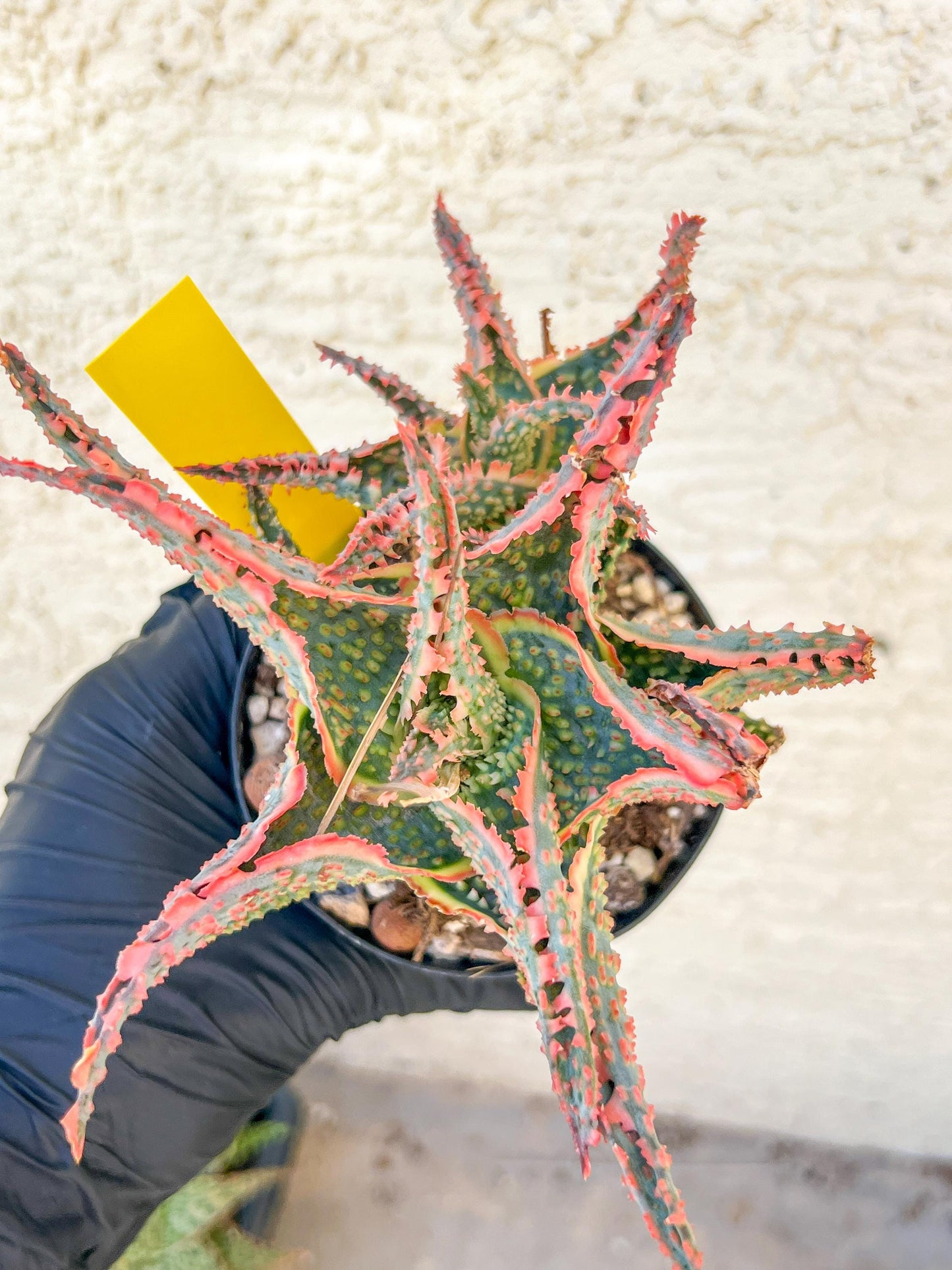 Aloe Oik'| A rare plant is more than decor—it’s therapy | 3.5" Planter