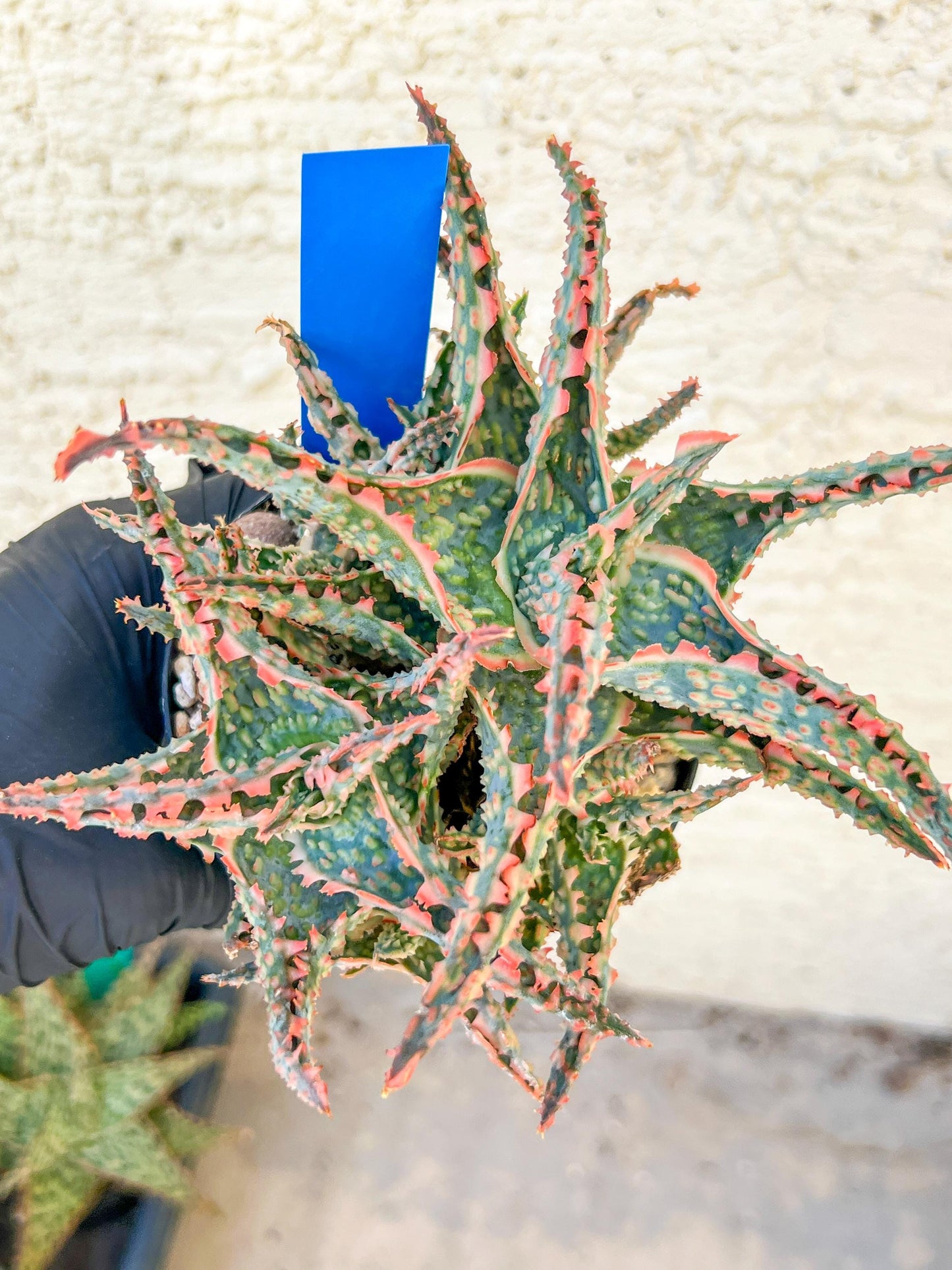 Aloe Oik'| A rare plant is more than decor—it’s therapy | 3.5" Planter