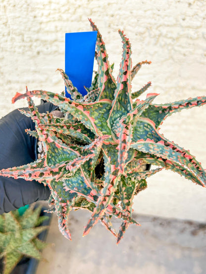 Aloe Oik'| A rare plant is more than decor—it’s therapy | 3.5" Planter