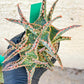 Aloe Oik'| A rare plant is more than decor—it’s therapy | 3.5" Planter