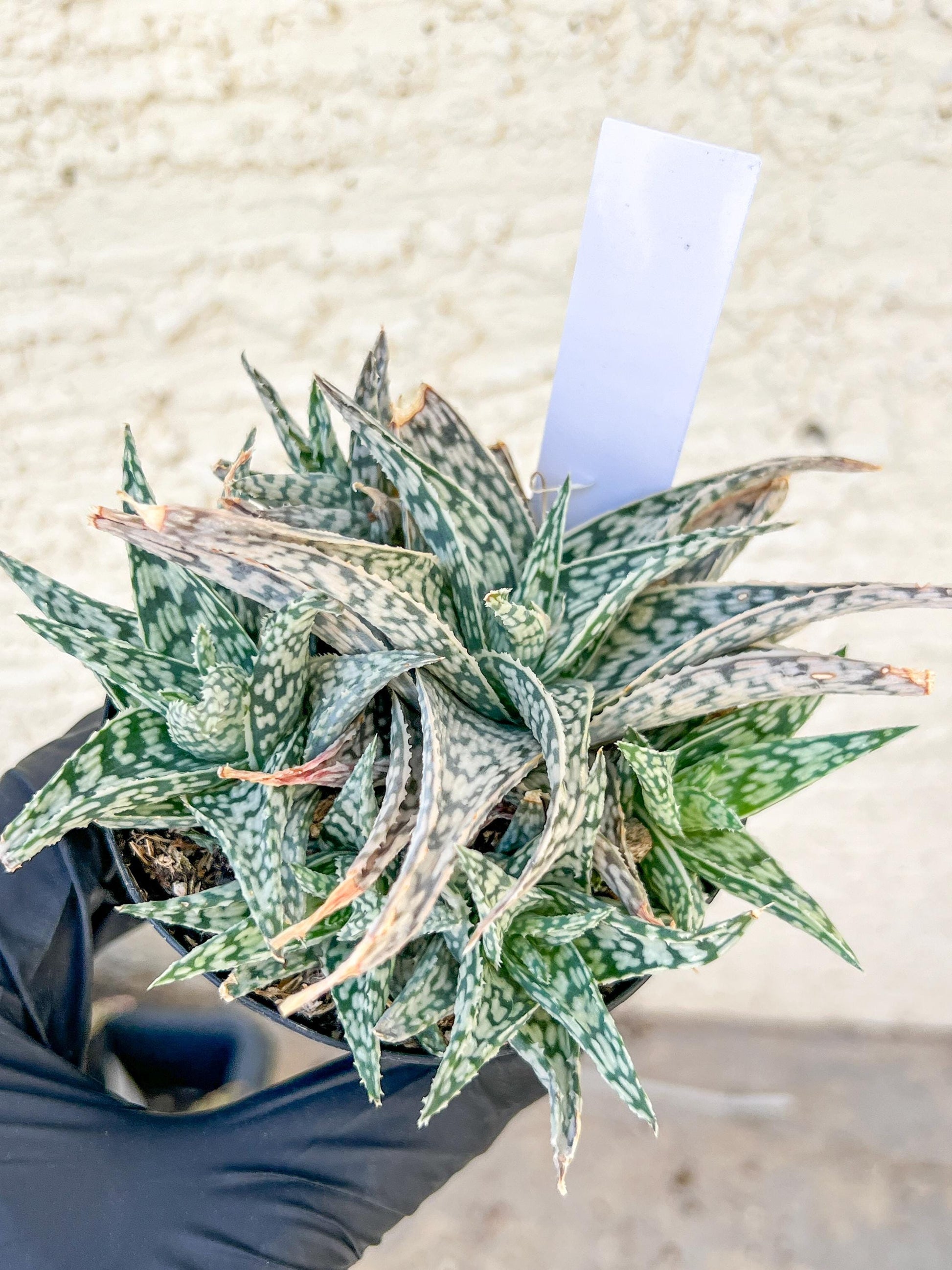 Aloe Star Blizzard | Rare aloe plant | Rare succulent | 3.5" Planter