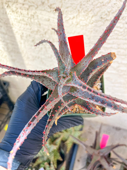 Aloe AJR Hybrid | Rare aloe plant | Rare succulent | 3.5" Planter