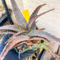 Aloe AJR Hybrid | Rare aloe plant | Rare succulent | 3.5" Planter