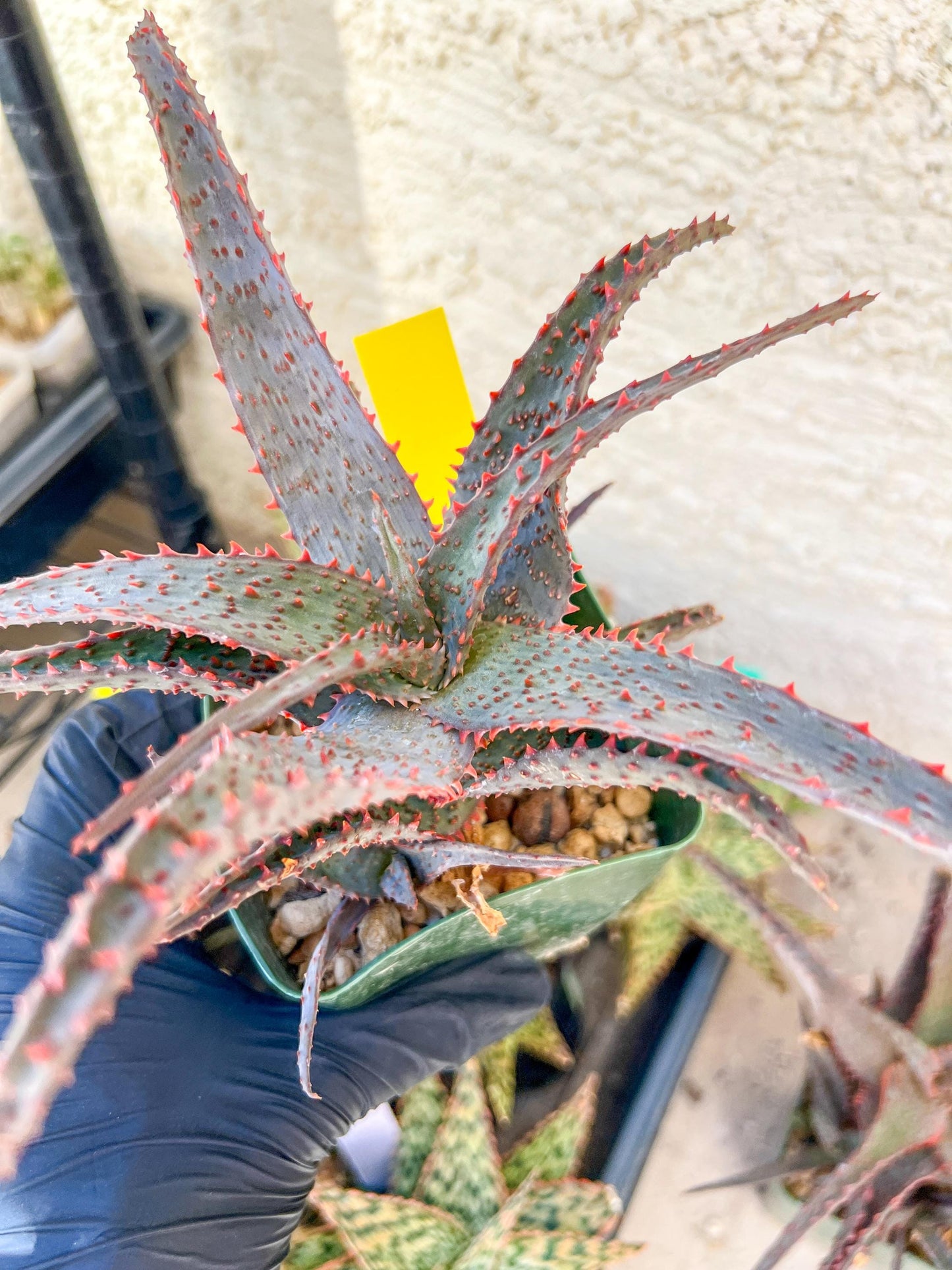 Aloe AJR Hybrid | Rare aloe plant | Rare succulent | 3.5" Planter