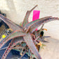 Aloe AJR Hybrid | Rare aloe plant | Rare succulent | 3.5" Planter