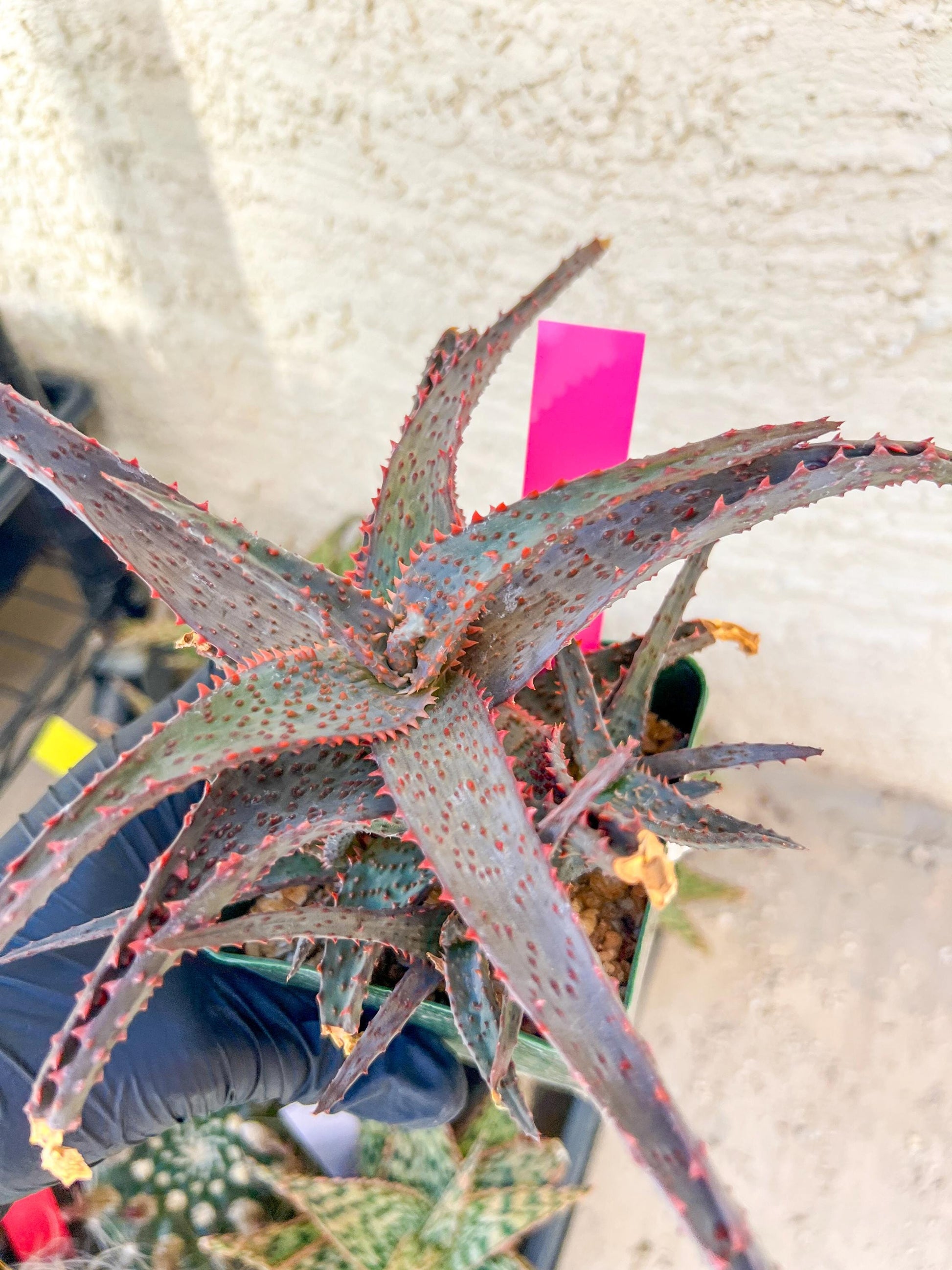 Aloe AJR Hybrid | Rare aloe plant | Rare succulent | 3.5" Planter