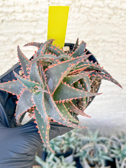 Aloe Christmas Sleigh | Rare aloe plant | Rare succulent | 3.5" Planter