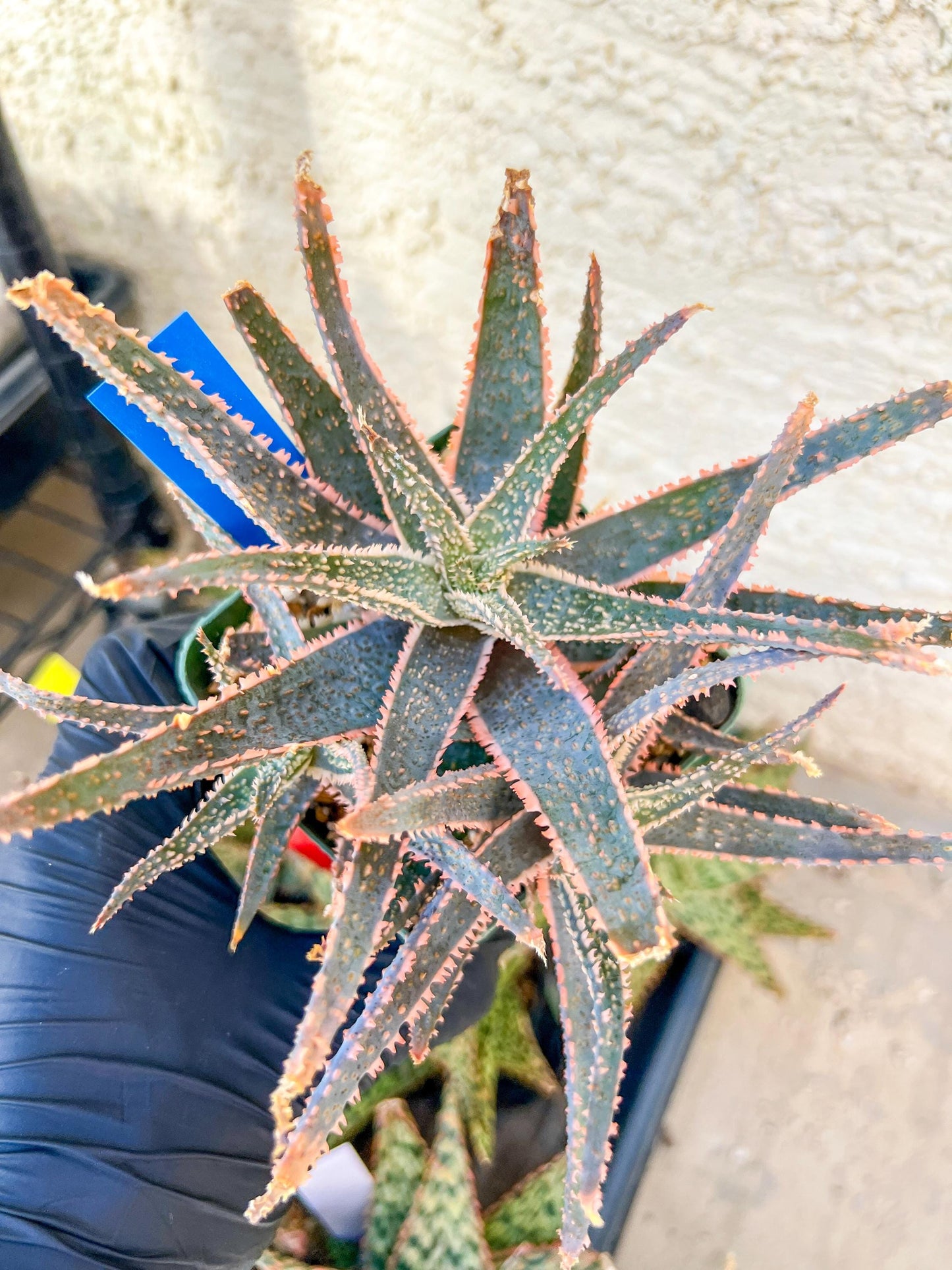 Rare - Aloe Purple Haze | Indoor Succulents | 3.5" Planter