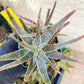 Rare - Aloe Purple Haze | Indoor Succulents | 3.5" Planter