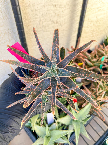 Rare - Aloe Purple Haze | Indoor Succulents | 3.5" Planter