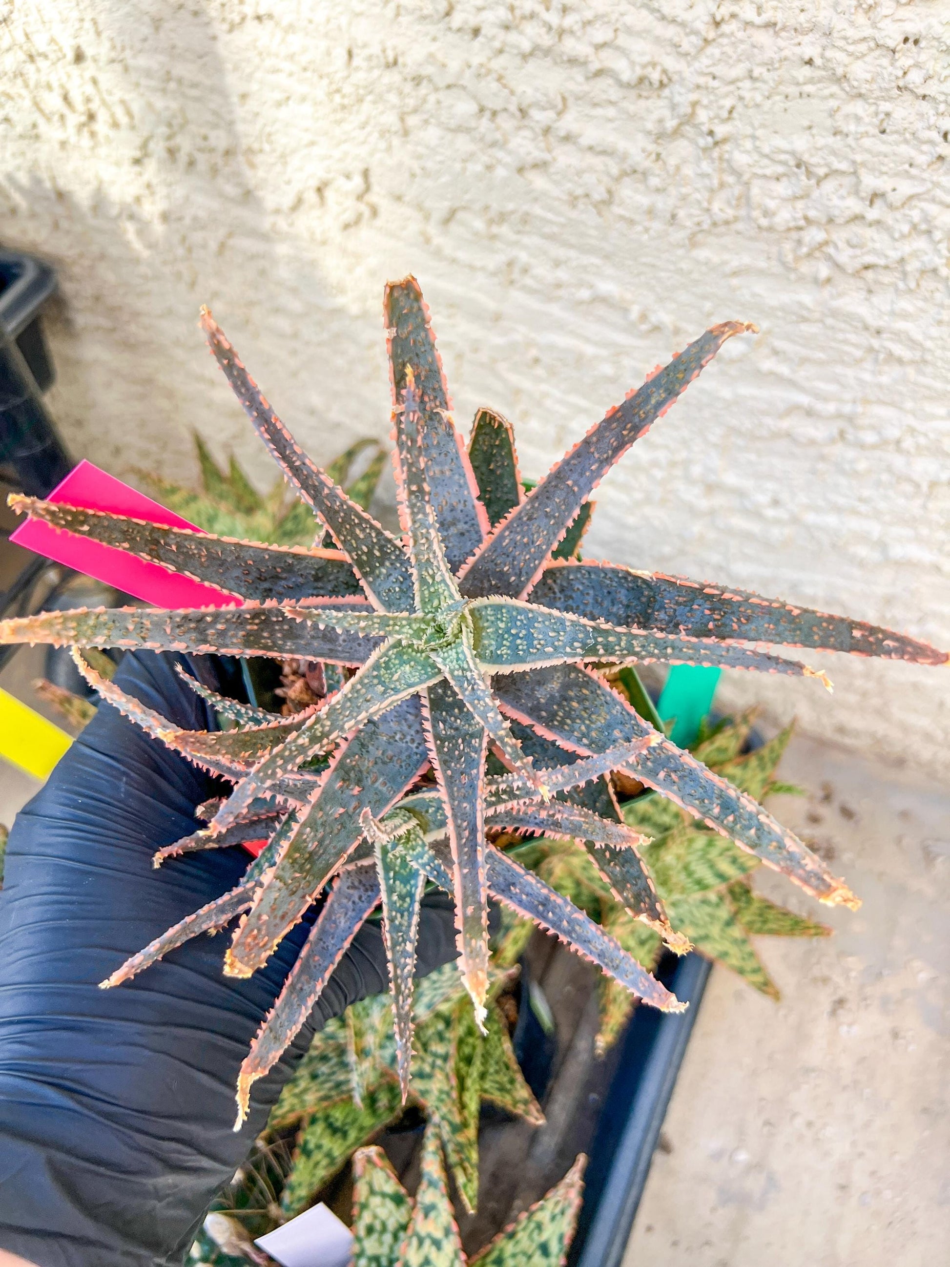 Rare - Aloe Purple Haze | Indoor Succulents | 3.5" Planter