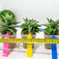 Sansevieria Ice Thorn (#A1) | Imported Plants | Rare Hybrid Species