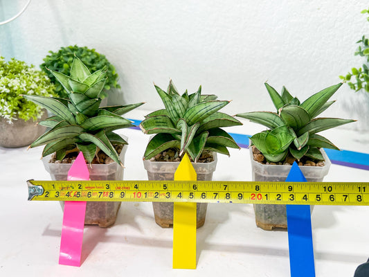 Sansevieria Ice Thorn (#A1) | Imported Plants | Rare Hybrid Species