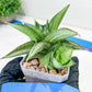 Sansevieria Ice Thorn (#A1) | Imported Plants | Rare Hybrid Species