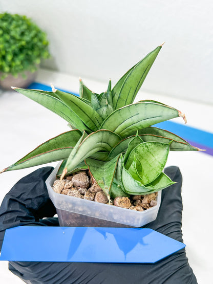Sansevieria Ice Thorn (#A1) | Imported Plants | Rare Hybrid Species