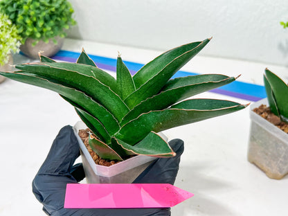 Sansevieria Adaman (#A1) | Imported Plants | Rare Hybrid Species
