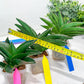 Sansevieria Adaman (#A1) | Imported Plants | Rare Hybrid Species