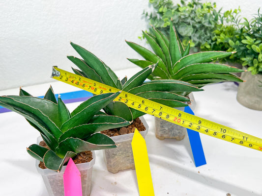 Sansevieria Adaman (#A1) | Imported Plants | Rare Hybrid Species