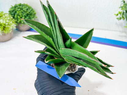 Sansevieria Adaman (#A1) | Imported Plants | Rare Hybrid Species