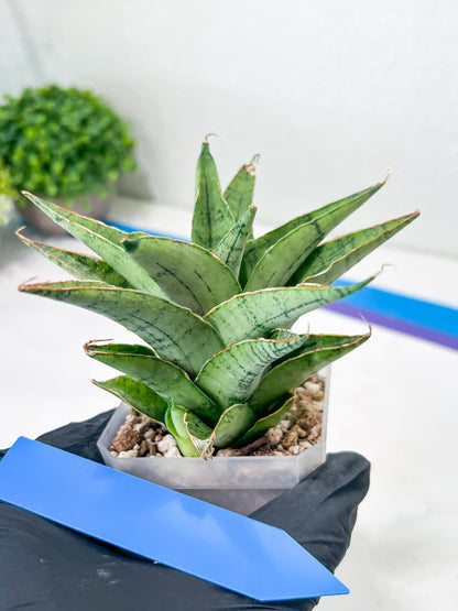 Sansevieria Snow Flake (#A1) | Imported Plants | Rare Hybrid Species