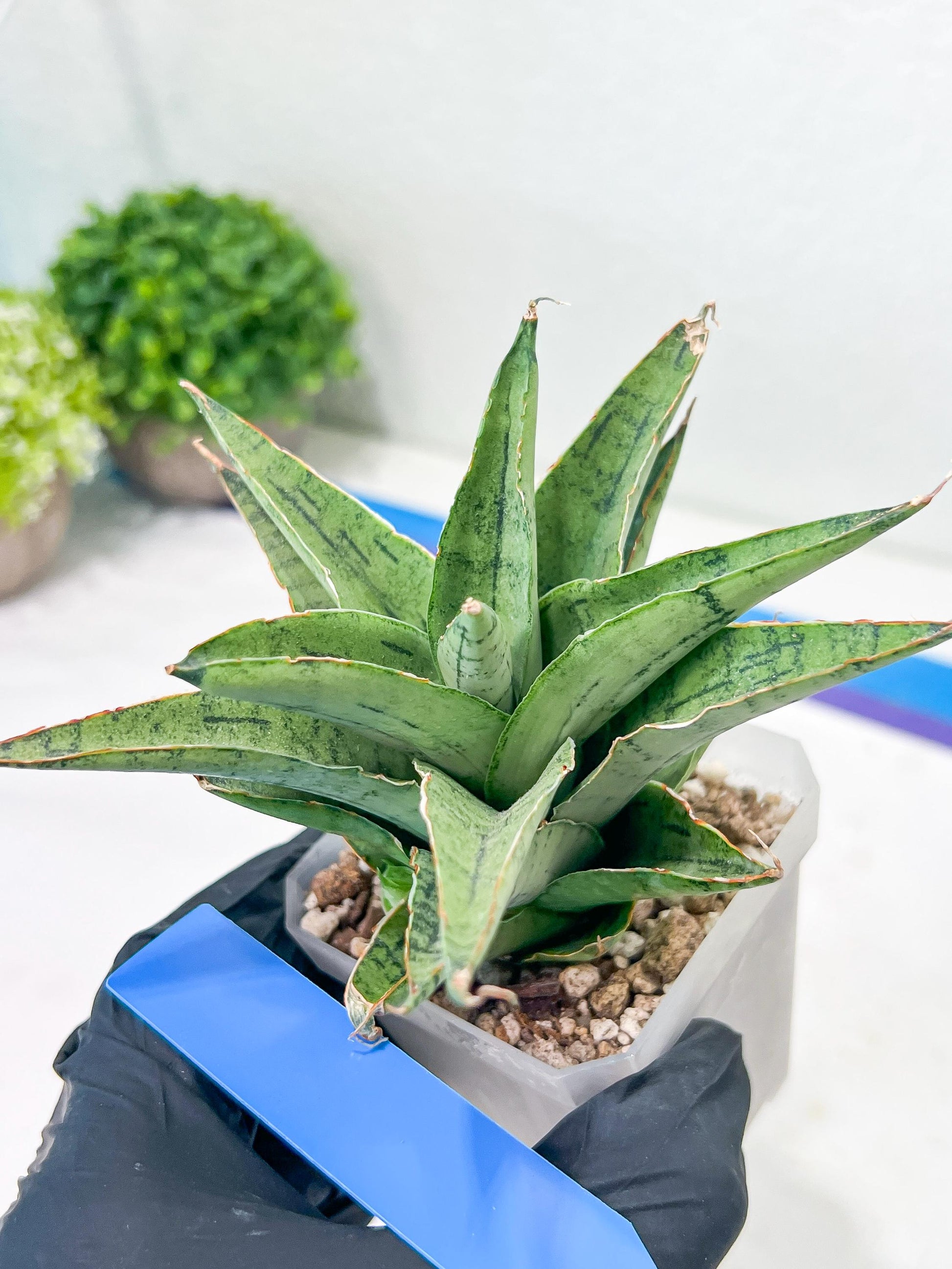 Sansevieria Snow Flake (#A1) | Reveal a Hidden Botanical Gem