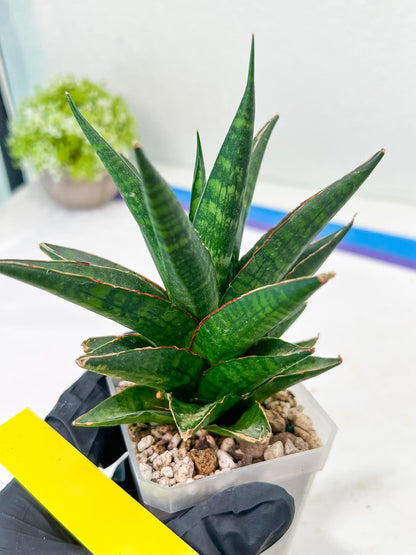 Sansevieria Manny Pacquiao (#RA25) | Imported Plants | Rare Hybrid Species