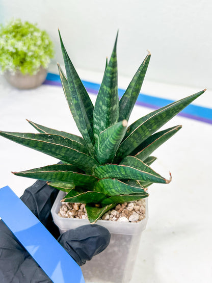 Sansevieria Manny Pacquiao (#RA25) | Imported Plants | Rare Hybrid Species