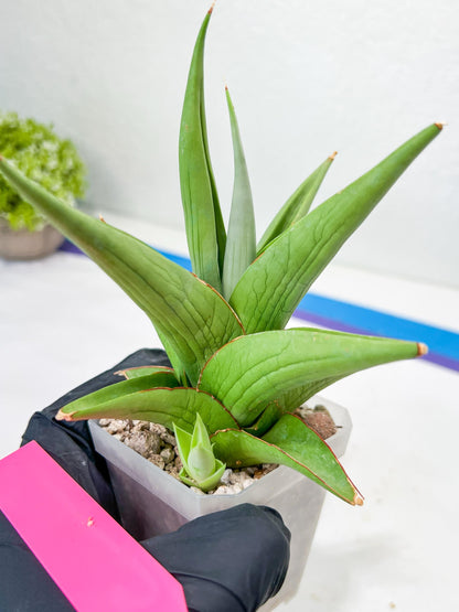 Sansevieria Milano (#A7) | Imported Plants | Rare Hybrid Species