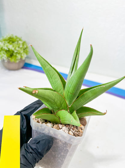 Sansevieria Milano (#A7) | Imported Plants | Rare Hybrid Species