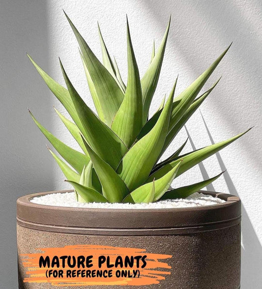 Sanseviera Milano (#A7) | Imported Plants | Rare Hybrid Species