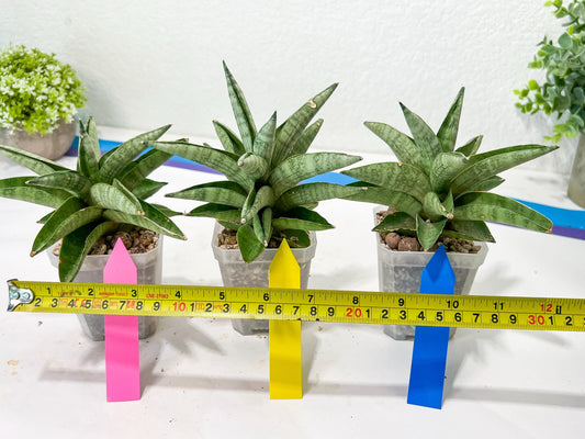 Sansevieria Soda (#A3) | Imported Plants | Rare Hybrid Species