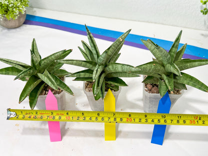 Sansevieria Soda (#A3) | Imported Plants | Rare Hybrid Species