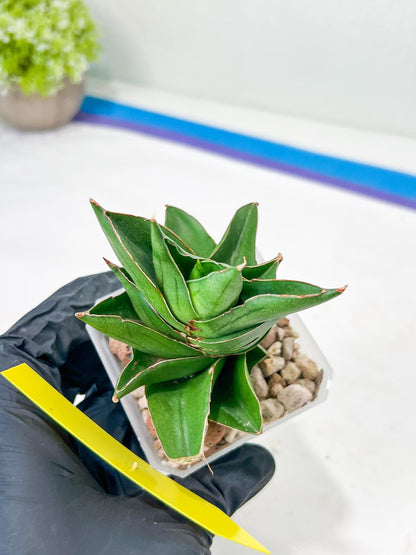 Sansevieria Emerald Wing (#2) | Imported Plants | Rare Hybrid Species