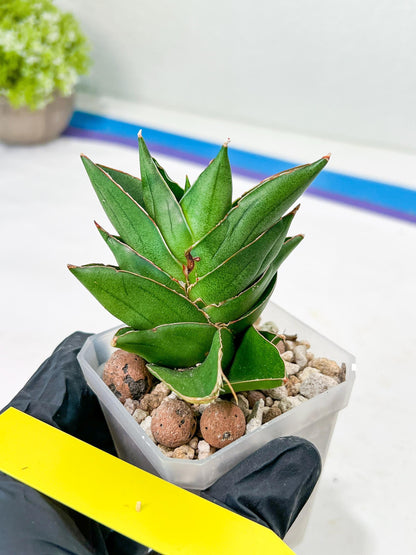 Sansevieria Emerald Wing (#2) | Imported Plants | Rare Hybrid Species