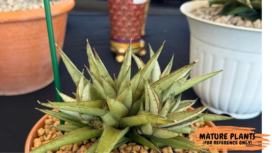 Sansevieria Baby Yoda (#) | Imported Plants | Rare Hybrid Species