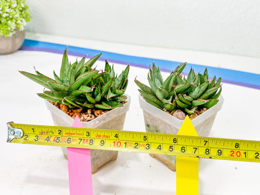 Sansevieria Baby Yoda (#) | Imported Plants | Rare Hybrid Species
