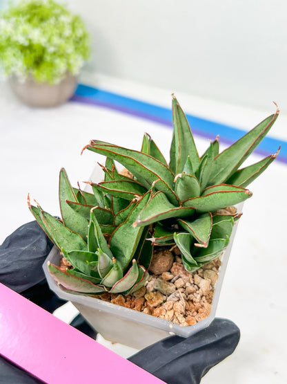Sansevieria Baby Yoda (#) | Imported Plants | Rare Hybrid Species
