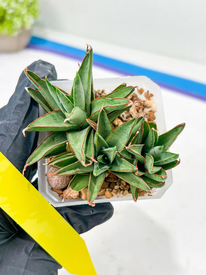 Sansevieria Baby Yoda (#) | Imported Plants | Rare Hybrid Species