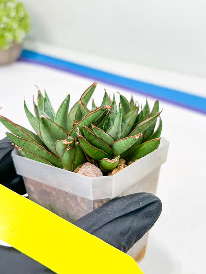 Sansevieria Baby Yoda (#) | Imported Plants | Rare Hybrid Species
