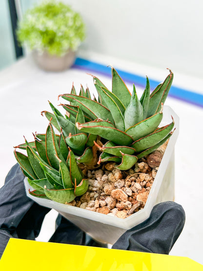 Sansevieria Baby Yoda (#) | Imported Plants | Rare Hybrid Species