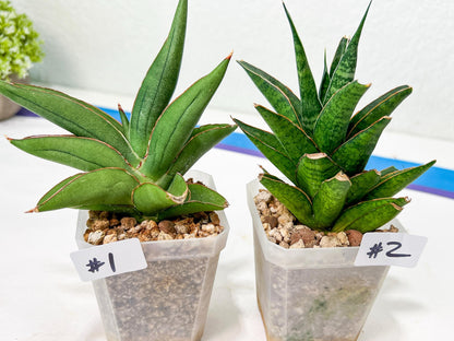 Discounted Import (#A) | Names in descriptions | Ugly Ducks, Broken Leaf