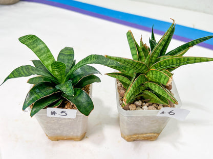 Discounted Import (#A) | Names in descriptions | Ugly Ducks, Broken Leaf
