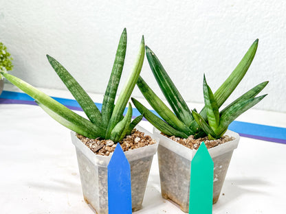 Rare Collections (#G3A) | Plant names in description. Msg for more photos.