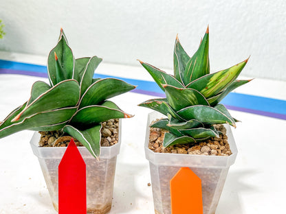 Rare Collections (#G3A) | Plant names in description. Msg for more photos.