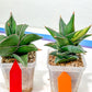 Rare Collections (#G3A) | Plant names in description. Msg for more photos.