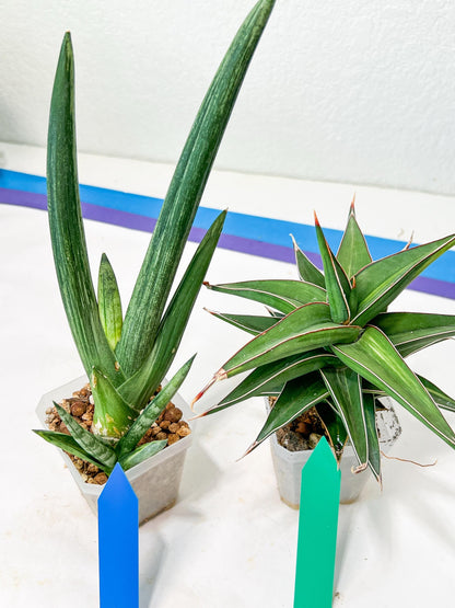 Rare Collections (#G3B) | Plant names in description. Msg for more photos.