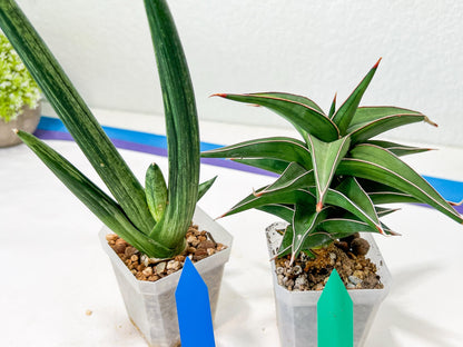 Rare Collections (#G3B) | Plant names in description. Msg for more photos.